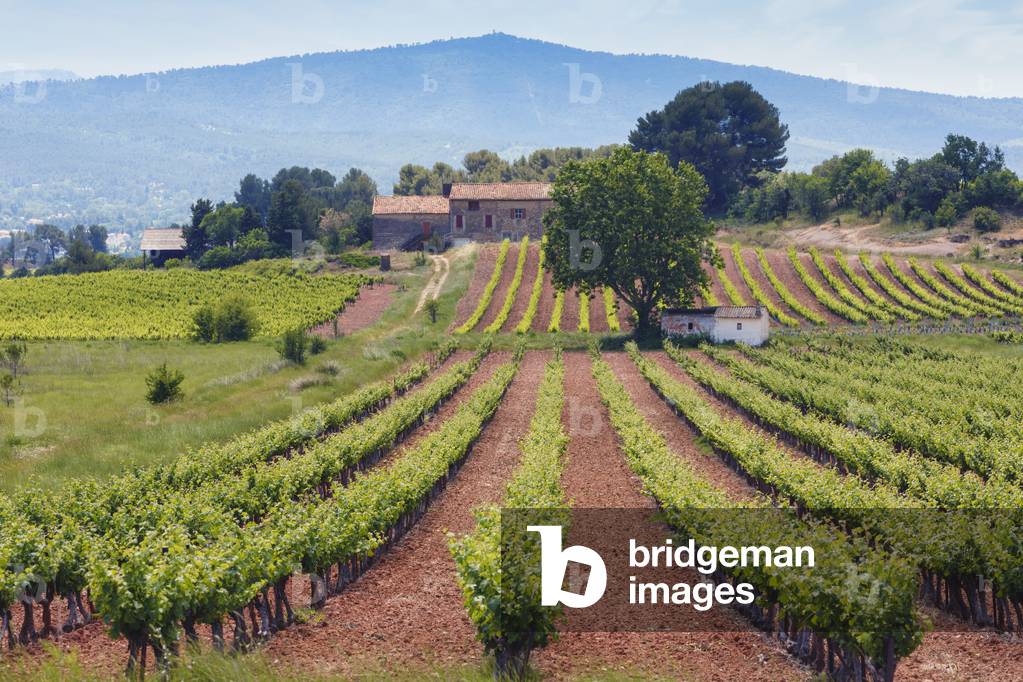 Vineyard and farmhouse, Provence, France (photo)