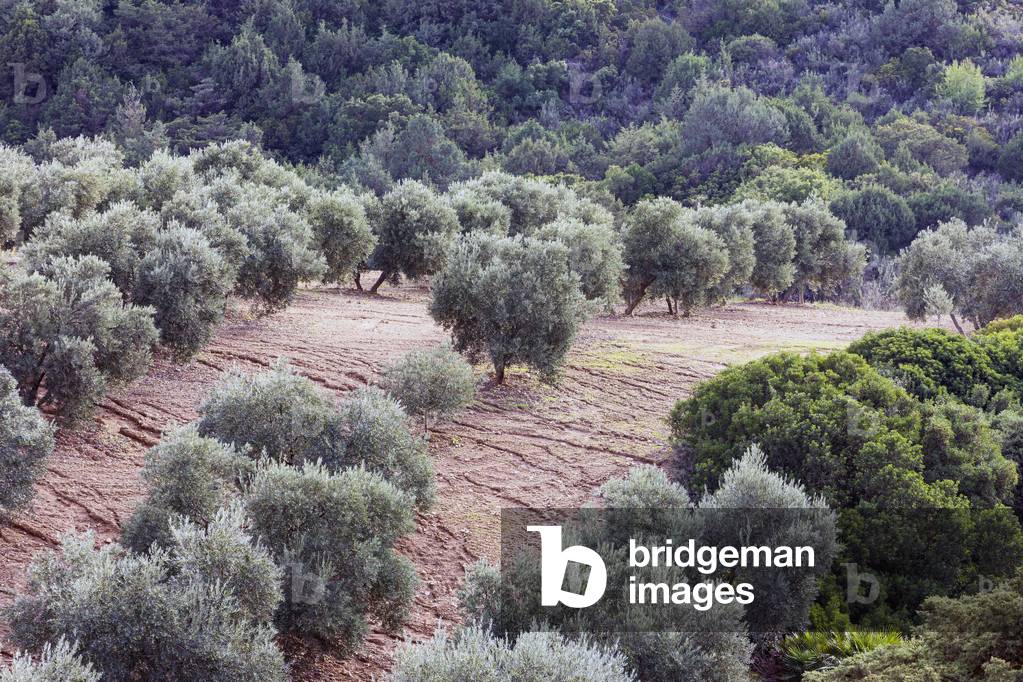 Olive grove in Andalusia, Malaga Province, Spain, 2018 (photo)