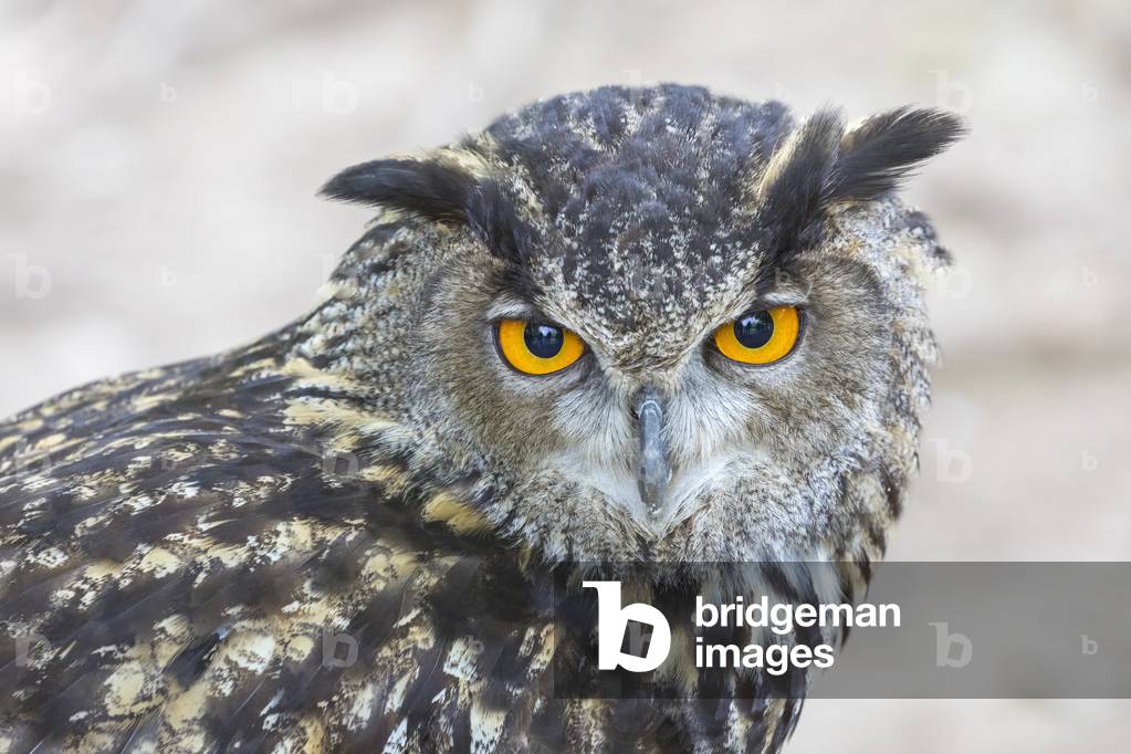 Eurasian owl, or Eurasian eagle-owl, Bubo bubo, 2019 (photo)