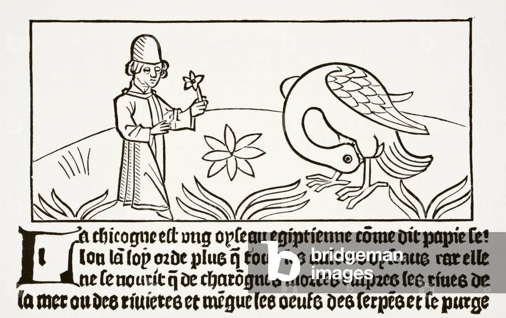 Immagine di Stampa "La cicogna suo proprio Dottore", 1878 di French School