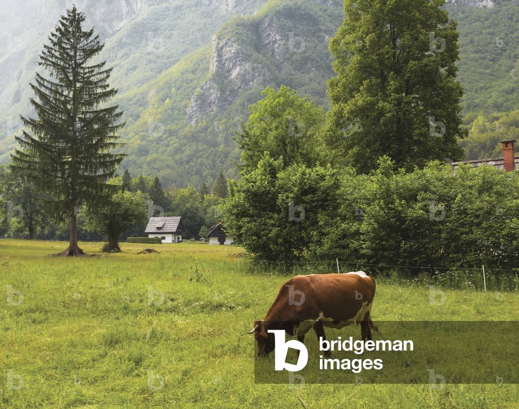 Slovenia, Ukanc, Cow grazing (photo)