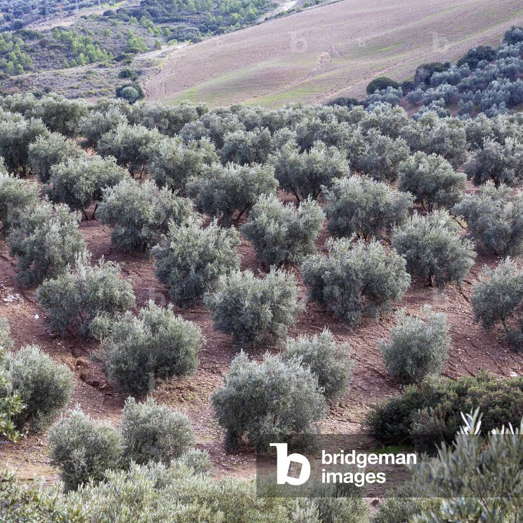 Olive grove in Andalusia, Malaga Province, Spain, 2018 (photo)