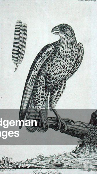 "islandese Falcon (Falcon Rusticolus)", 1771 di English School