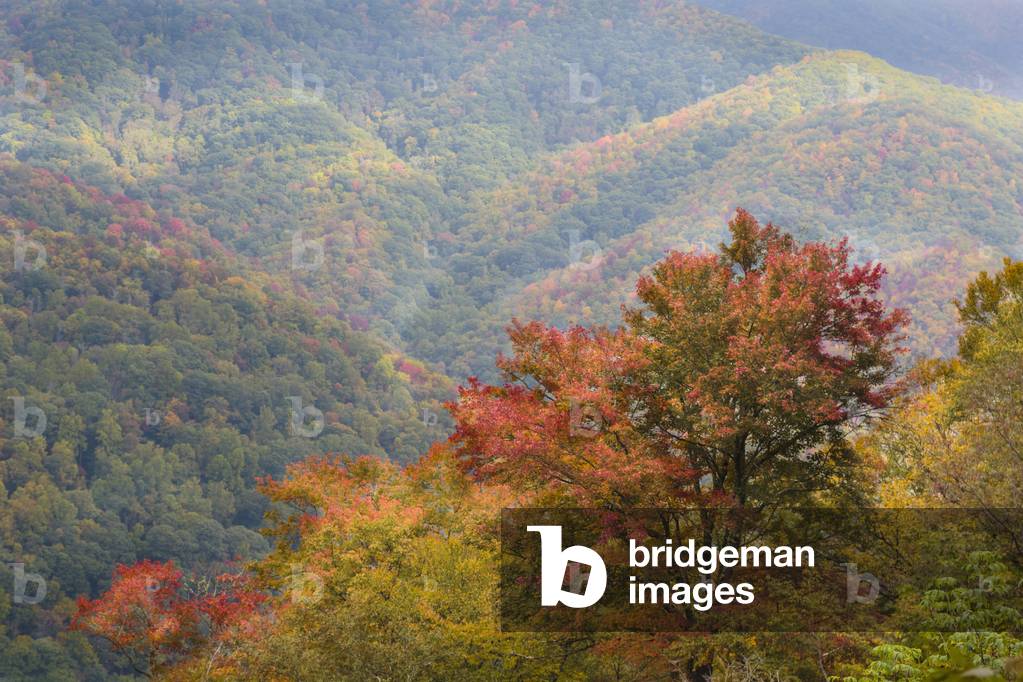 Fall colours, North Carolina, USA.