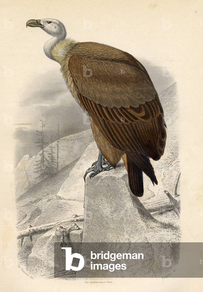 il fawn avvolture, inciso da Paquien (incisione colorata)