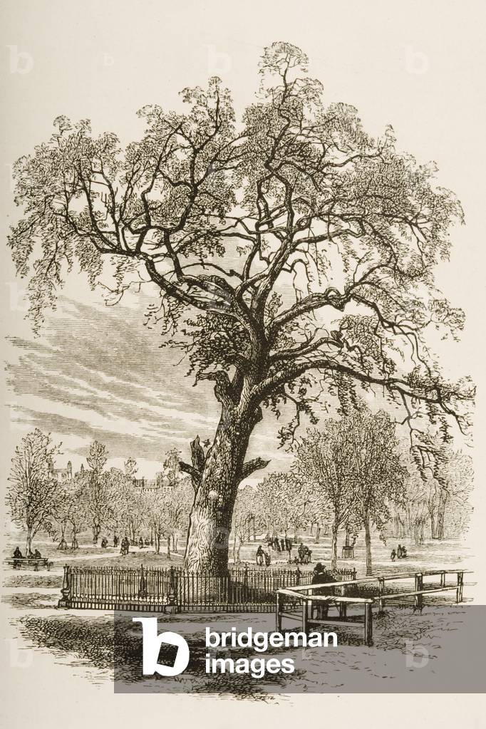 Liberty Tree, Boston Common, in c.1870, from 'American Pictures' published by the Religious Tract Society, 1876 (engraving)