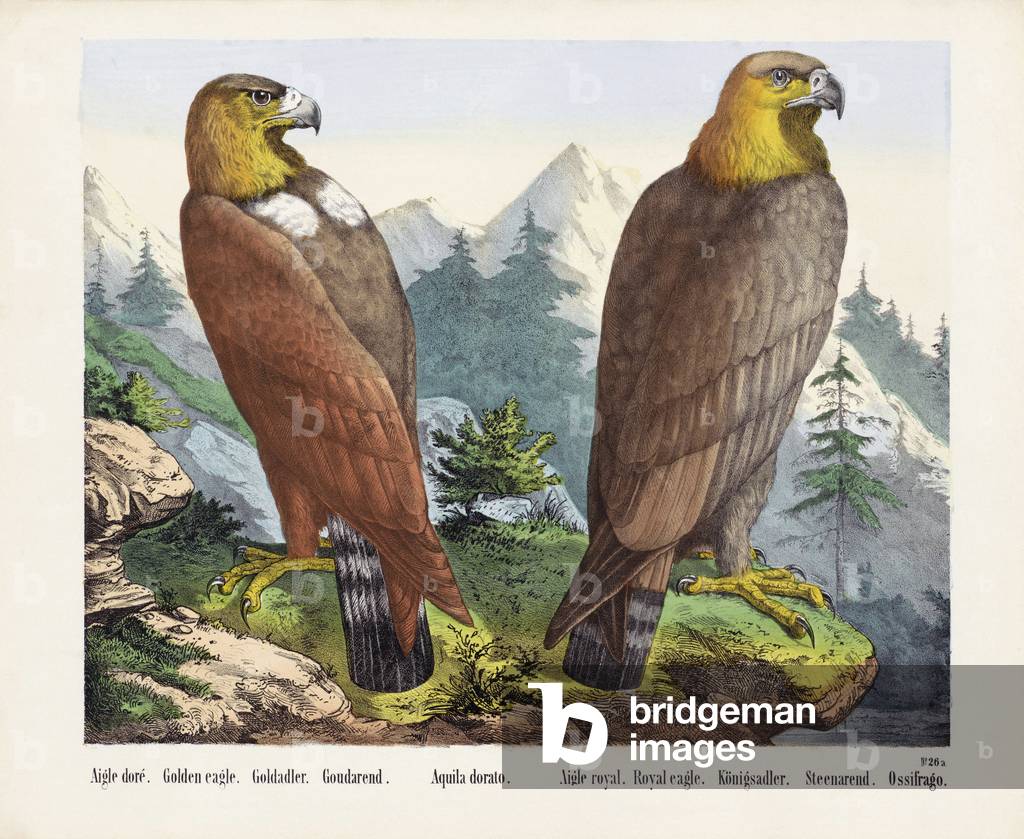 Two Golden Eagles.  After a 19th century print.