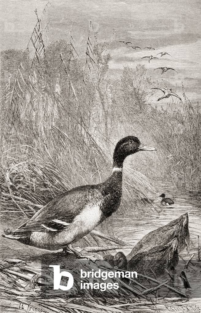 Wild duck, from La Vida de los Animales pub. Spain c.1885