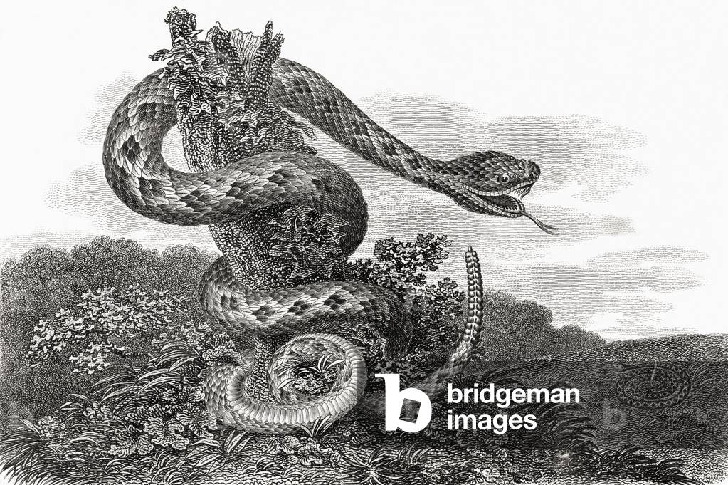 South American rattlesnake aka tropical rattlesnake, Crotalus Durissus, from a 17th century print