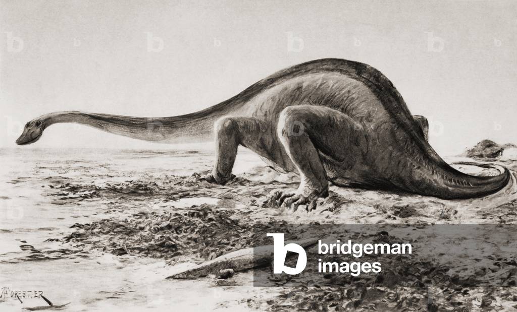 The Giganotosaurus, disinterred from rocks, 1912. From a reconstruction drawing by A. Forrestier, from the book The Outline of History by H.G.Wells Volume 1, published 1920.