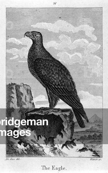 The Eagle, from 'A History of the Earth and Animated Nature', by Oliver Goldsmith, published in London, 1816 (copper plate engraving)