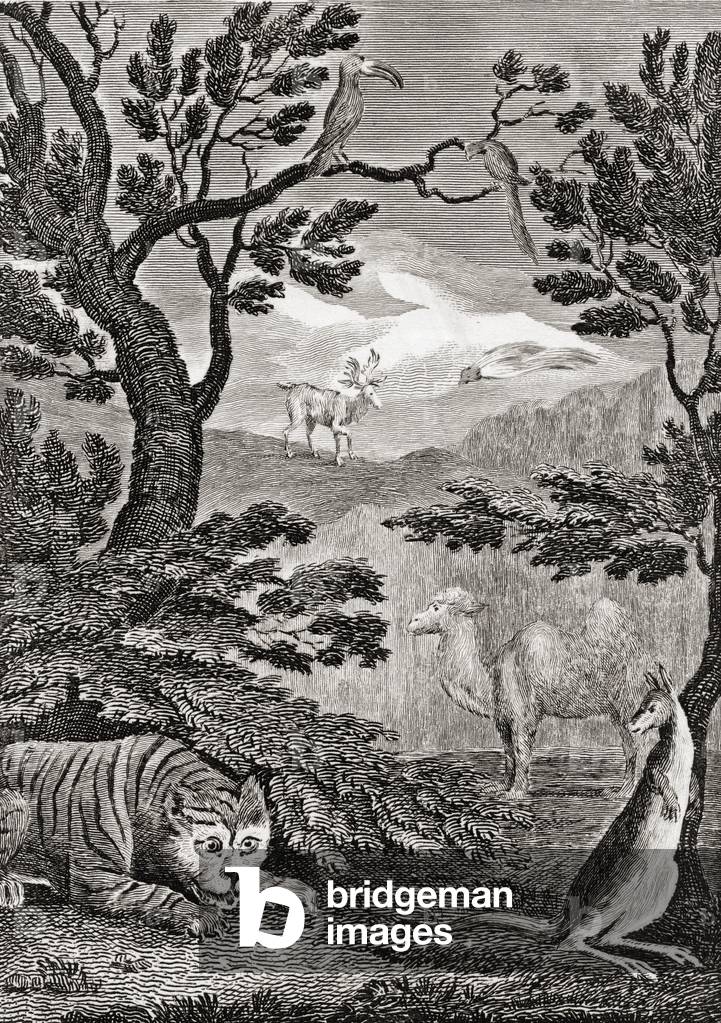 Part of the natural history of Asia. 18th century print engraved by Wallis after W. M. Craig.