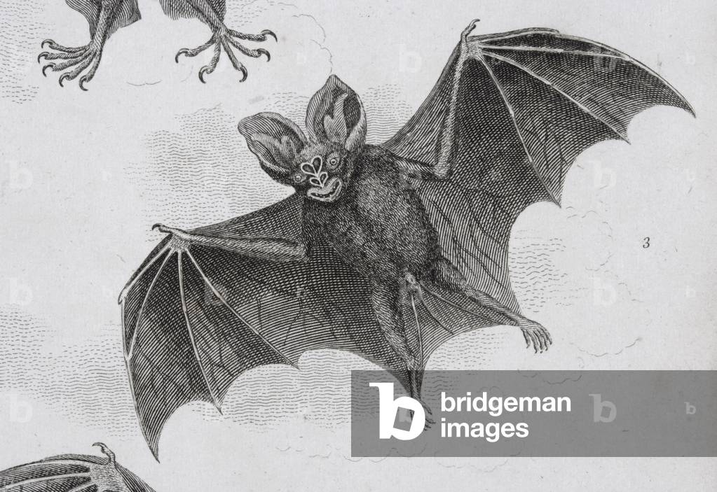 Bat, engraved by Milton (engraving)