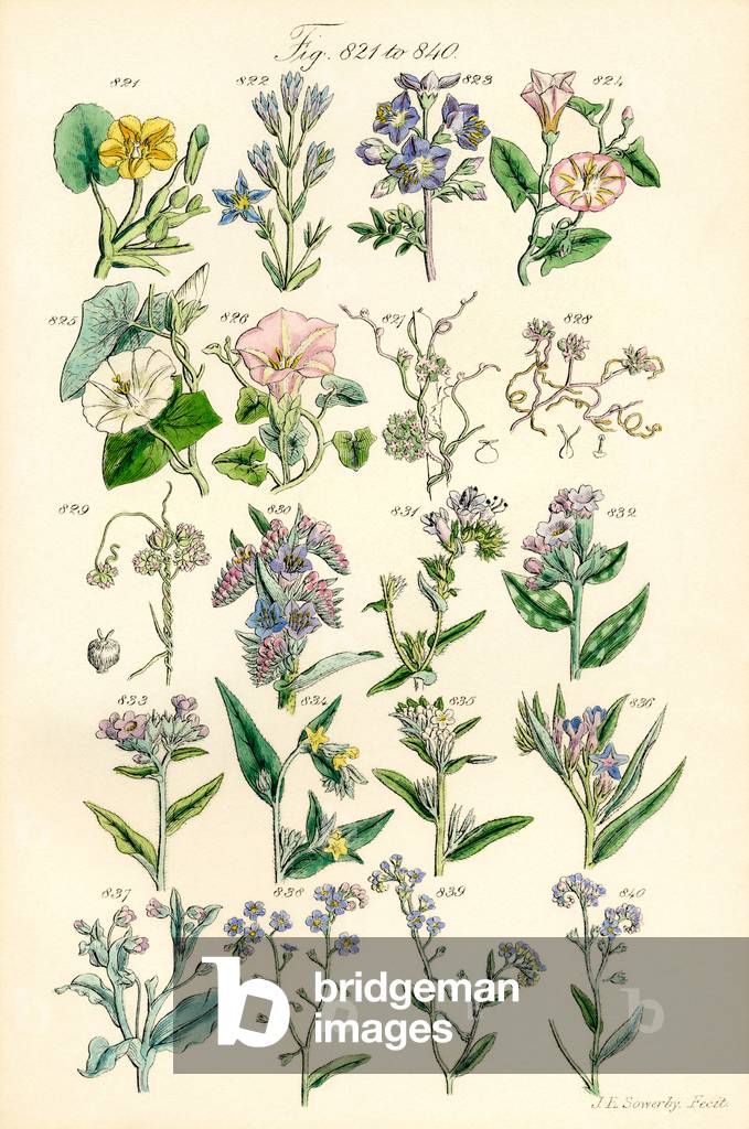 Page of colour illustrations from British Wild Flowers after a work by J. E. Sowerby and C. P. Johnson
