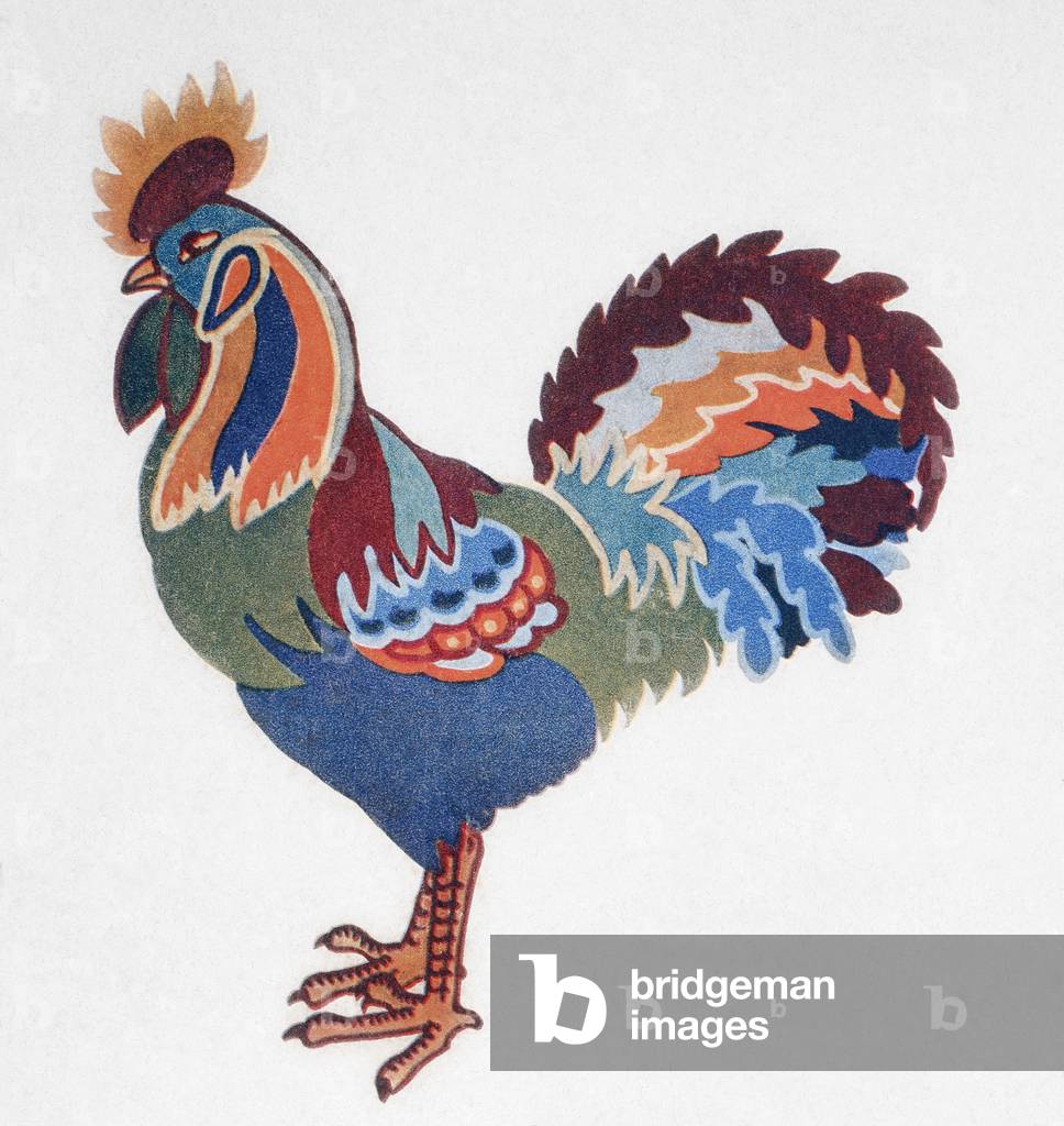 Rooster, aka cockerel or cock, Gallus gallus domesticus