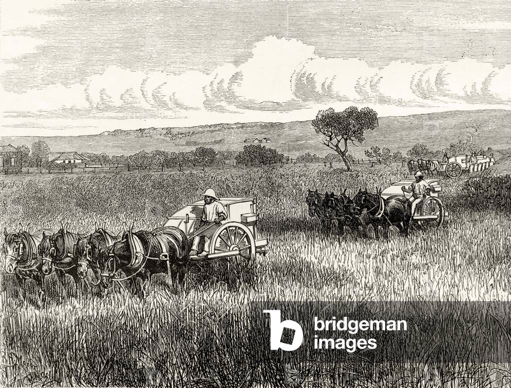 Reaping in South Adelaide, c.1880, from 'Australian Pictures' by Howard Willoughby, published by the Religious Tract Society, London, 1886 (litho)