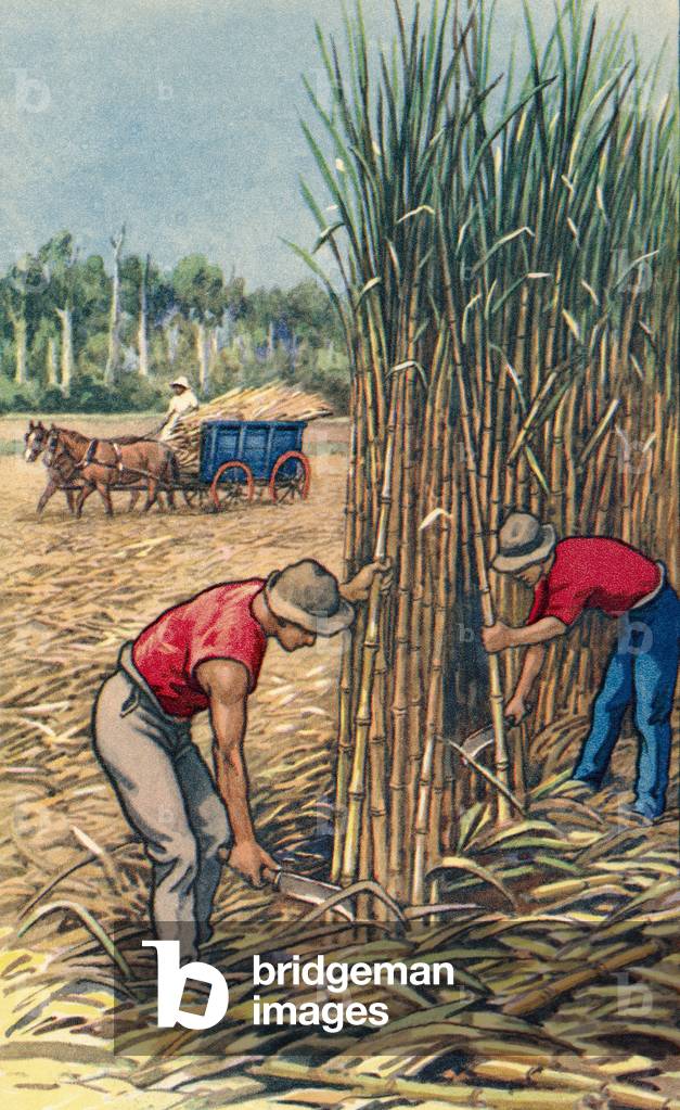 Men cutting sugar cane in Queensland, Australia, c.1935 (print)