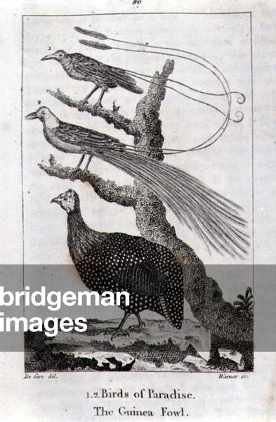 Birds of Paradise and a Guinea Fowl, from 'A History of the Earth and Animated Nature', by Oliver Goldsmith, published in  London, 1816 (copper plate engraving)