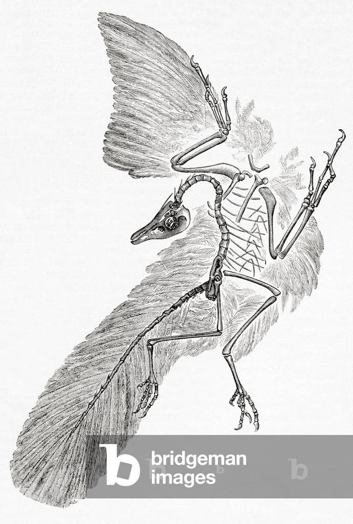 Archaeopteryx, from 'Meyer's Lexicon', pub. 1927 (print)
