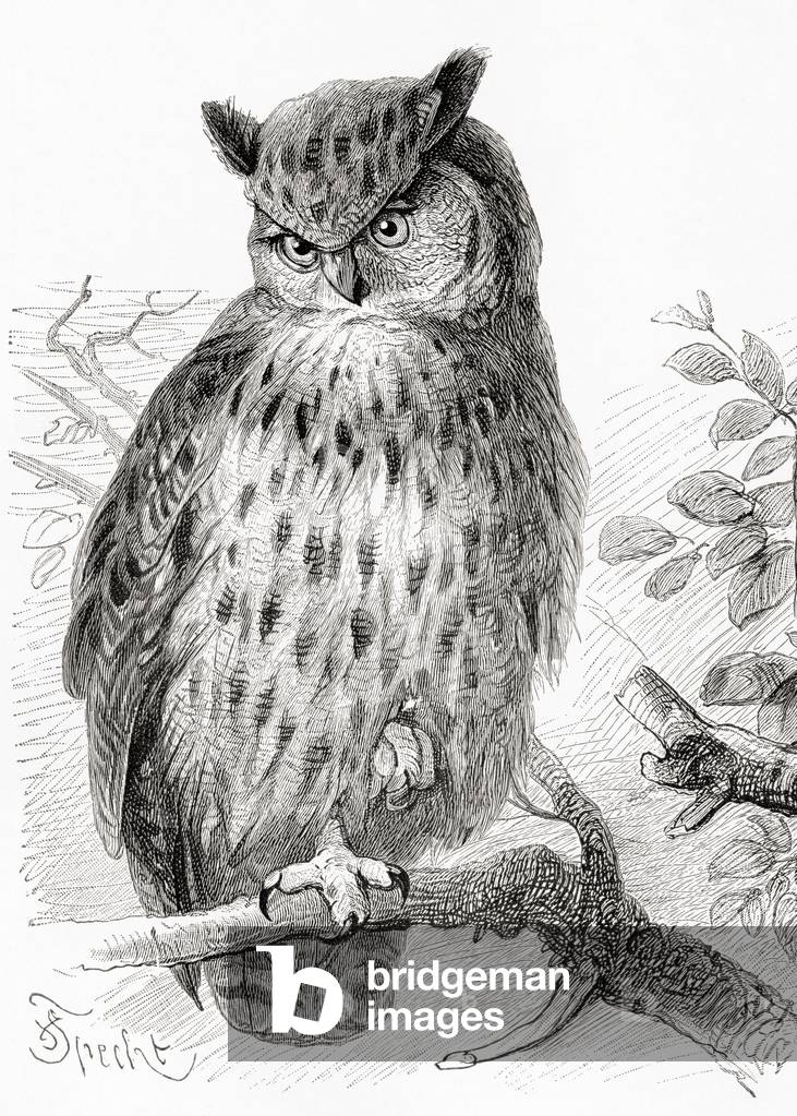 The Eurasian eagle-owl, Bubo bubo, from Meyers Lexicon, pub. 1924 (print)