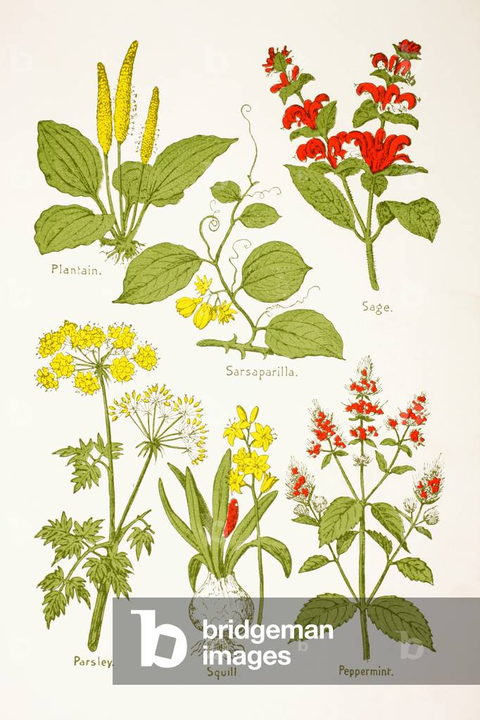 Medicinal herbs and plants, from 'Virtue's Household Physician', published in 1924 (colour litho)