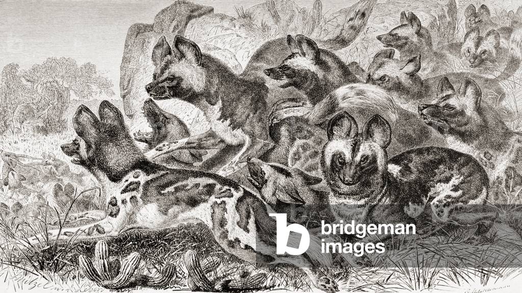 A family of Hyenas, from La Vida de los Animales pub. Spain, c.1885
