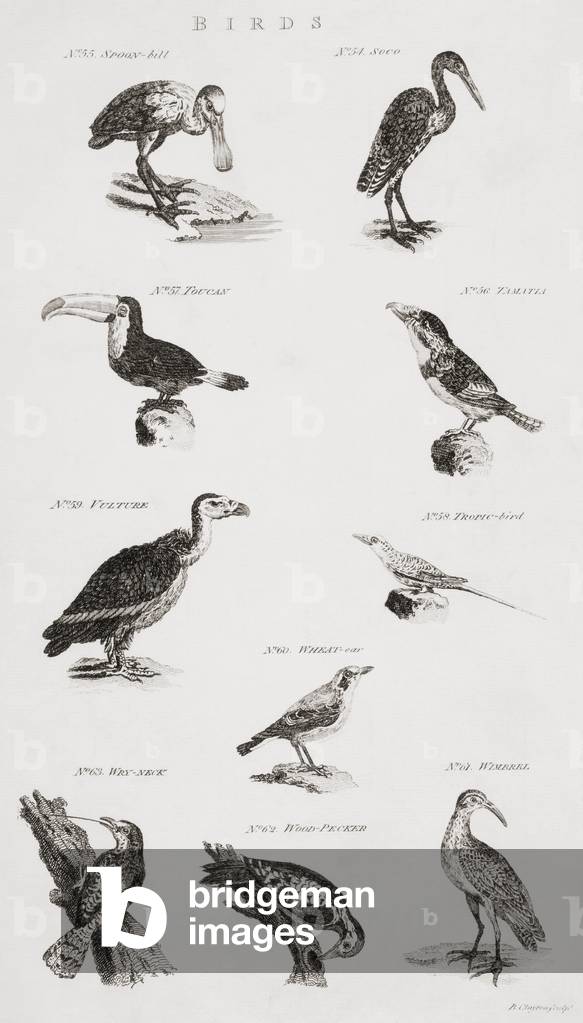 Different types of birds (engraving)