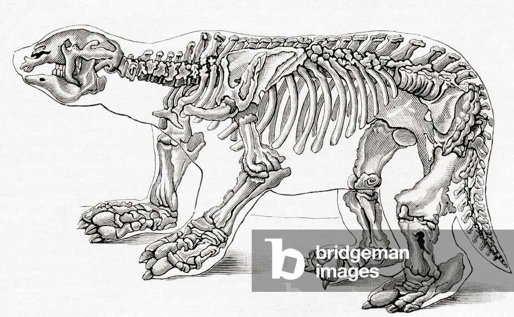 Skeleton of a Megatherium, a genus of elephant-sized ground sloths, from Meyers Lexicon, pub. 1924 (print)