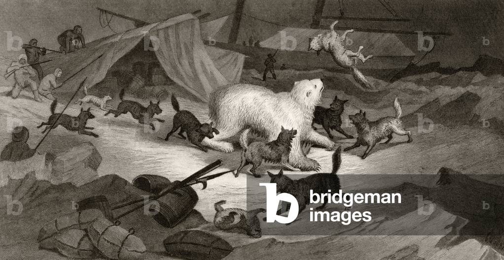 Bear Hunt, engraved by J.C. McRea, from 'Arctic Explorations in the Years 1853, 54, 55', Volume I, by Doctor Elisha Kent Kane (1820-57) published Philadelphia, 1856 (litho)