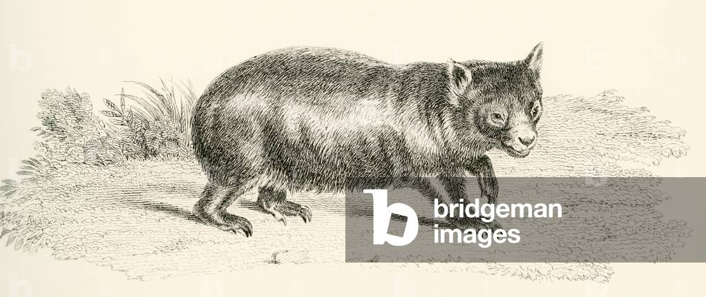 Phascolonus of the wombat family.  Australian marsupial, now extinct. From The National Encyclopaedia, published c.1890.