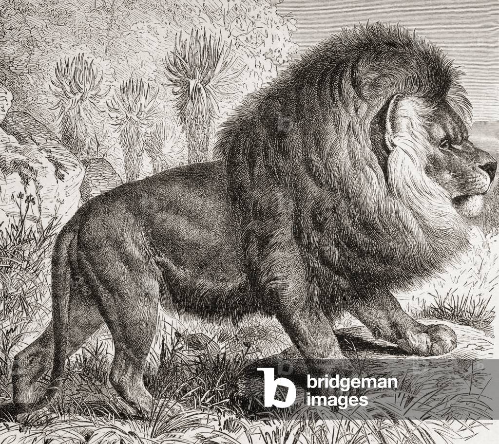 The Cape Lion, now extinct, from 'La Vida de los Animales' pub. c.1885 (print)