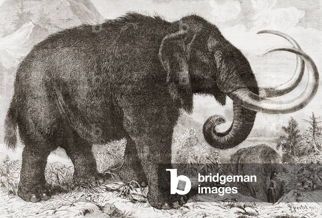 Artist's reconstruction of a woolly mammoth (Mammuthus primigenius), from L'Univers Illustre pub. 1867
