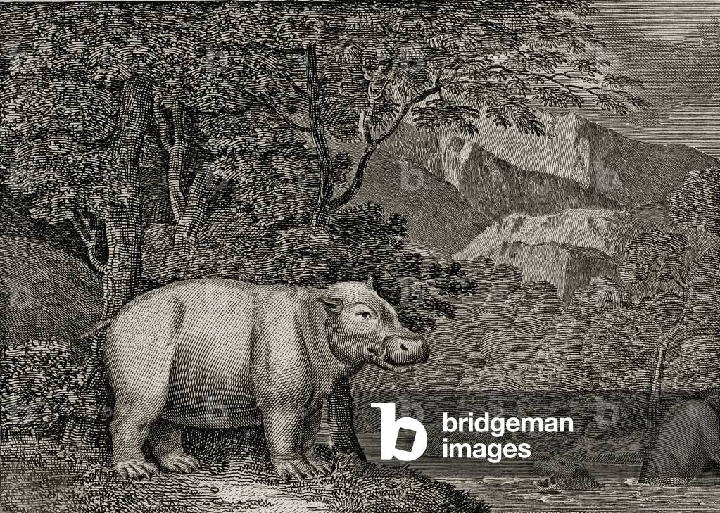 The Hippopotamus of the Cape of Good Hope, published in 'A General View of the World', 1807 (engraving)