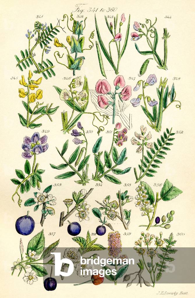 Page of colour illustrations from British Wild Flowers after a work by J. E. Sowerby and C. P. Johnson