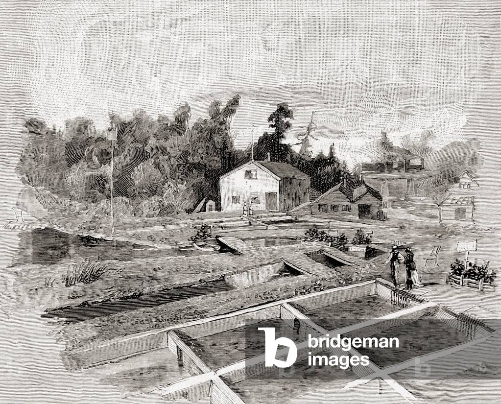New York State hatcheries at Caledonia, New York, in the 19th century, from 'The Century Illustrated Monthly Magazine', published 1884 (engraving)
