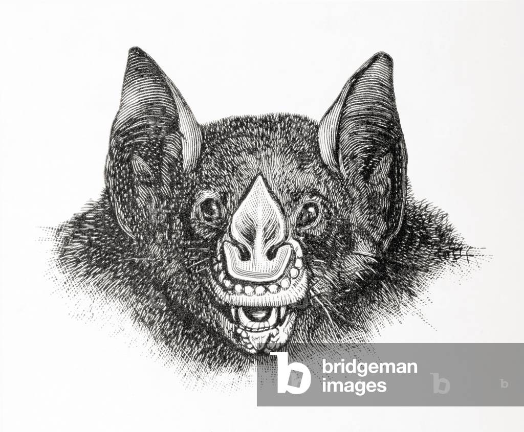 The spectral bat, Vampyrum spectrum, aka false vampire bat, Linnaeus's false vampire bat or the spectral vampire bat , from Meyers Lexicon, pub. 1924