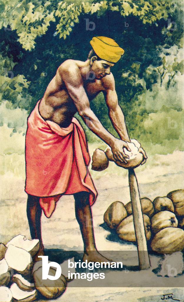Husking coconuts, c.1935 (print)