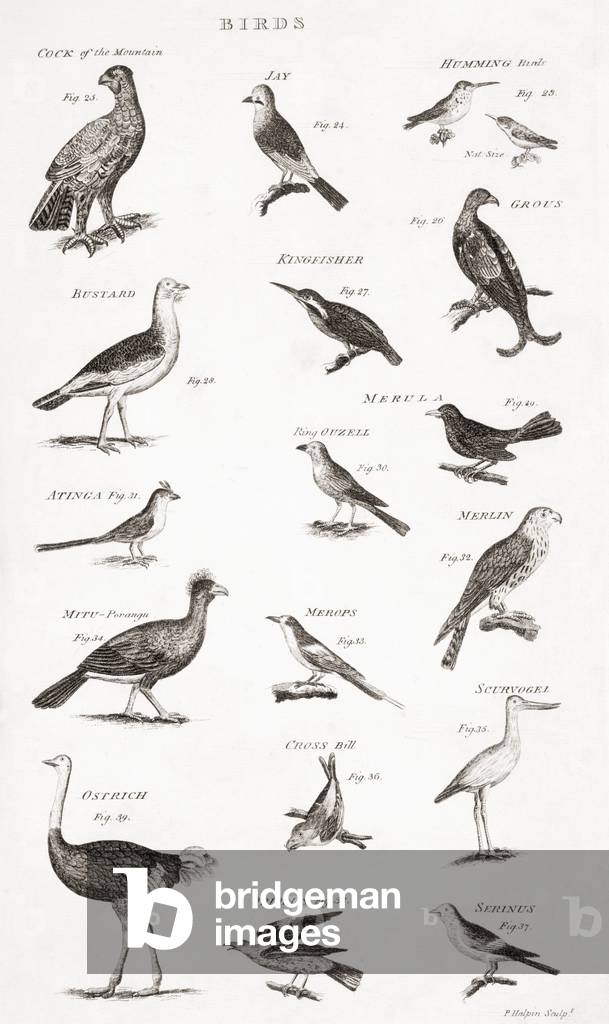Different types of birds (engraving)