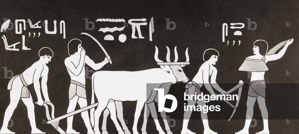 Sowing and ploughing in ancient Egypt. From a contemporary print, c.1935 (print)