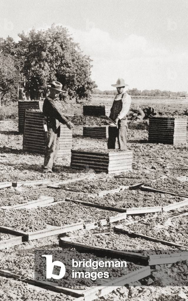 Raisin drying in the San Joaquin Valley, California, United States of America, c. 1915.
