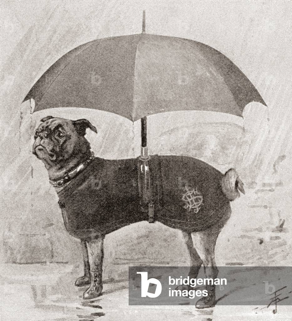 A pug wearing boots, coat and umbrella to protect it from the rain, 1896 (engraving)
