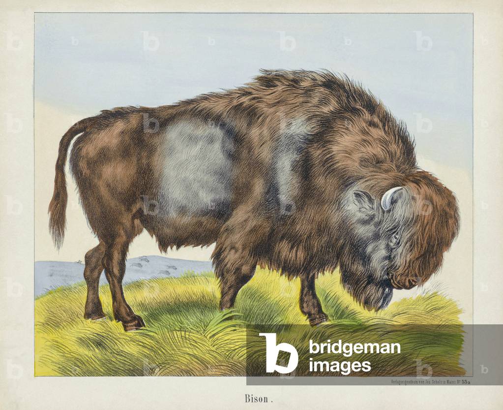 A Bison.  After a 19th century print.