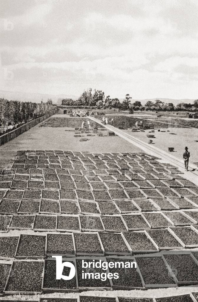 Fruit drying in the Santa Clara valley, San Francisco, California, United States of America, c. 1915.