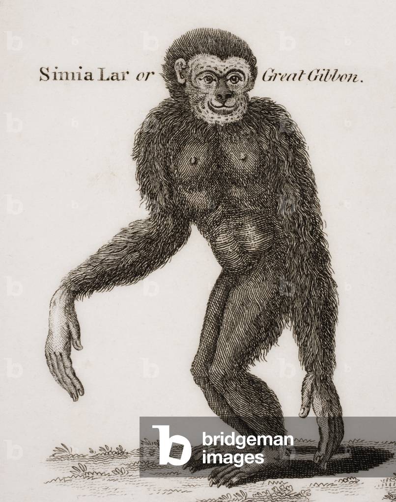 Simia Lar, Great Gibbon. Engraved by Barlow, 18th century.