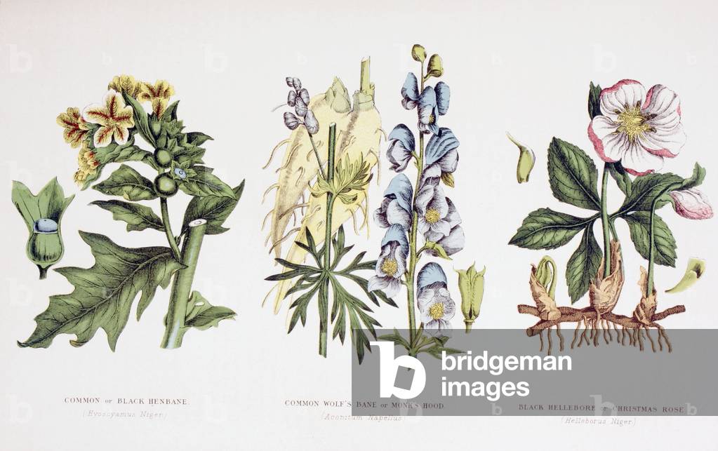 Common Poisonous Plants, c.1890 (coloured engraving)