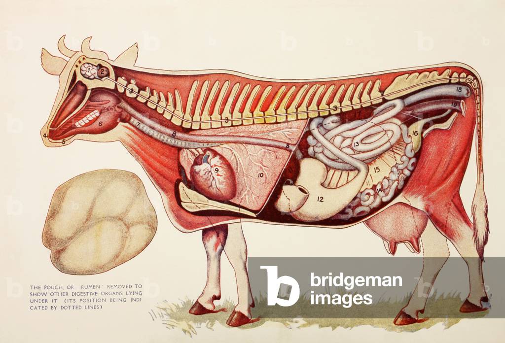 Internal organs of a cow with the rumen illustrated to one side to reveal the other digestive organs beneath, from 'Virtue's Household Physician', published in 1924 (colour litho)