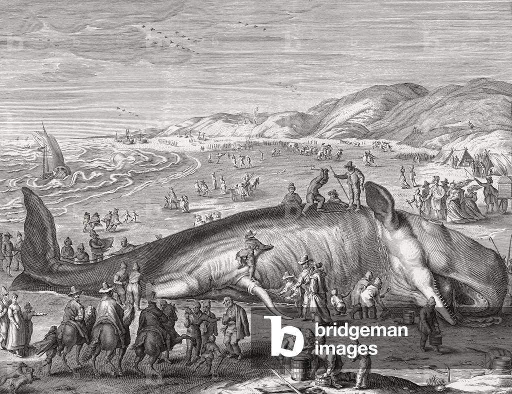 Sperm whale stranded on beach