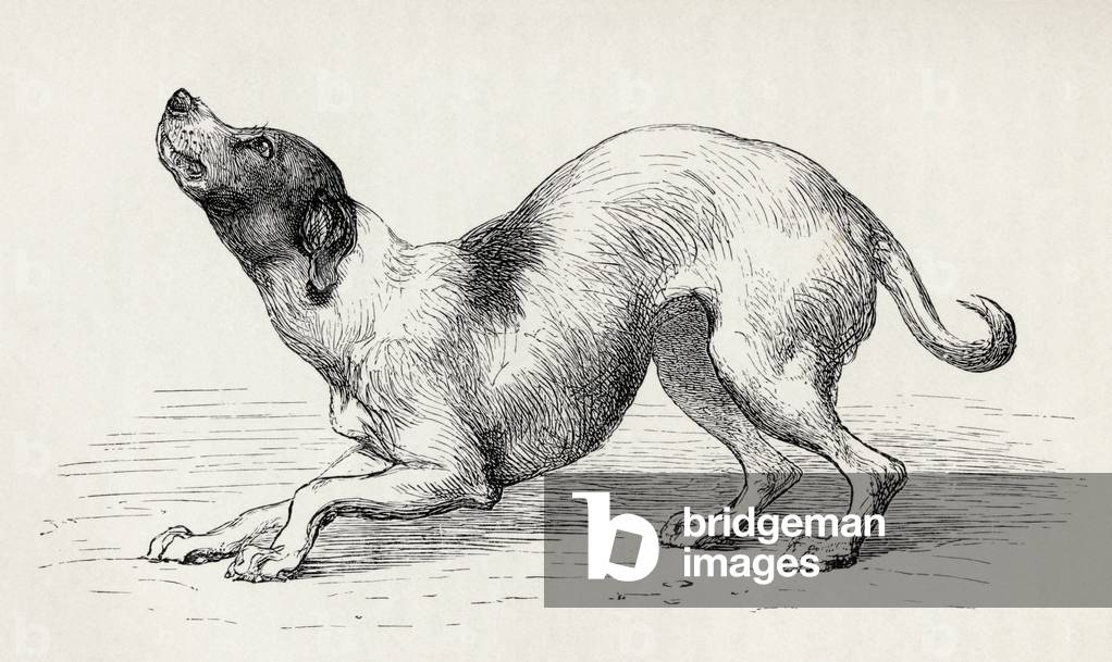 Dog in a humble and affectionate frame of mind, from Charles Darwin's 'The Expression of the Emotions in Man and Animals', 1872 (litho)