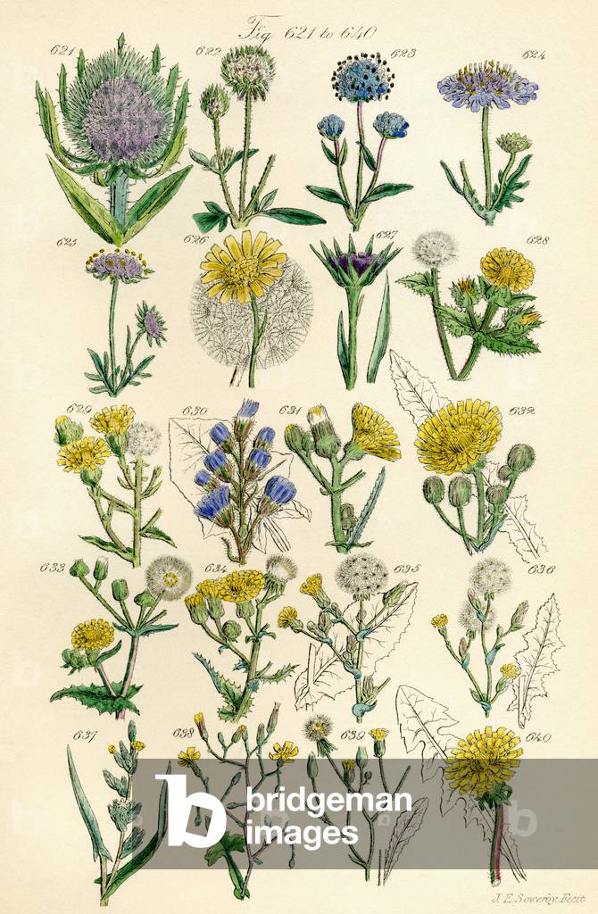 Page of colour illustrations from British Wild Flowers after a work by J. E. Sowerby and C. P. Johnson