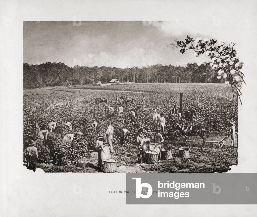Picking cotton, southern USA in the 1890â's